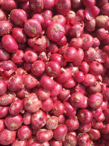 Fresh Indian Red Onion