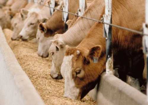 animal food