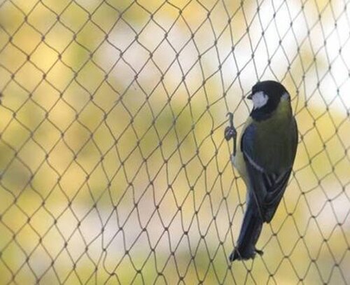 Bird Net