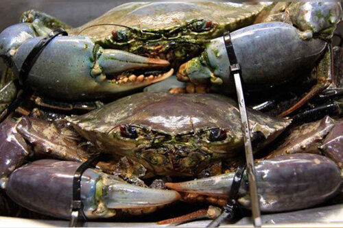 Export Quality Fresh and Frozen Sea Crabs