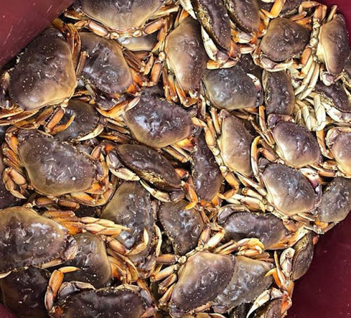 Live Fresh Dungeness Crab