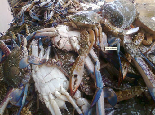 Soft Shell Crab By Tedx Global