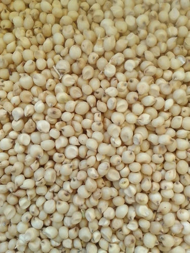 A Grade 100 Percent Purity Indian Origin Common Cultivated Dried White Sorghum