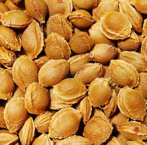 100% Natural A Grade Organic Apricot Seeds