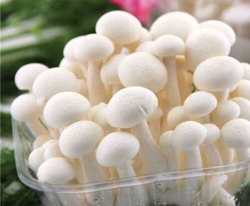 Milky Mushroom