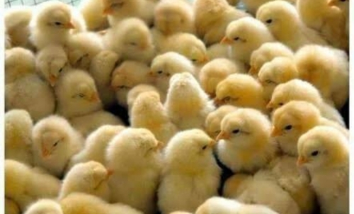 Poultry Chicks For Farming