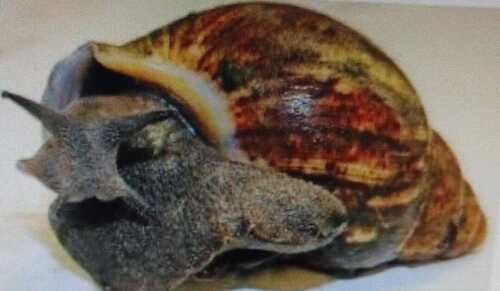 African Giant Snail (Live Snails) 