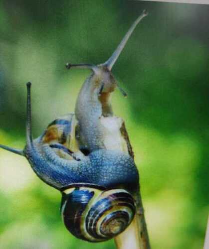 Buy Two (2) Live Land Milk Snail 