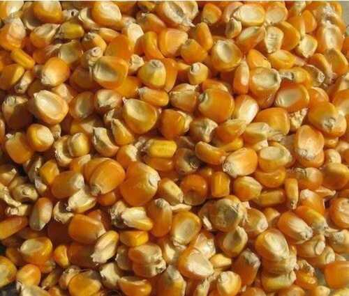 High In Protein And Highly Nutritious Dried Maize