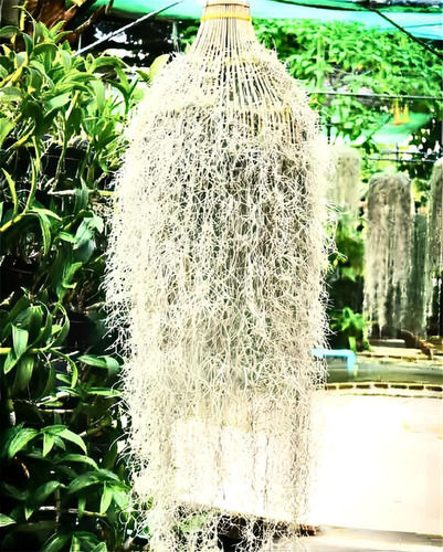 Air Plant Spanish Moss