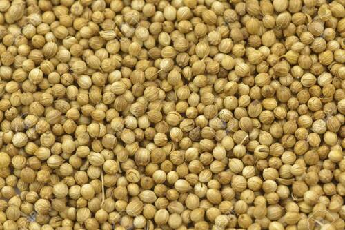 Coriander Seed