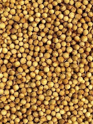 High Quality Coriander Seeds