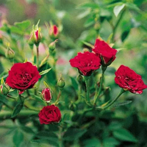 Green Full Sun Exposure Adenium Desert Rose Plant, For Gardening at Rs  150/piece in Ahmednagar