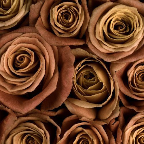 00291_brown-Flowers-500x500 | Brown Flowers, Flowers, Flower