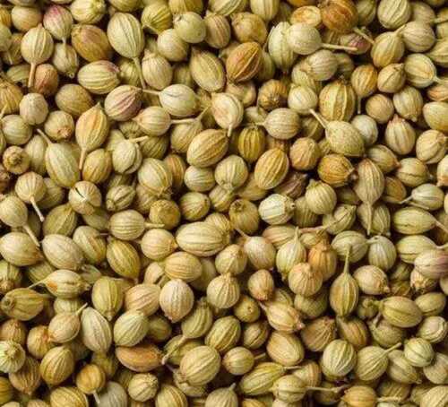 Green Color Sun Dried Coriander Seed