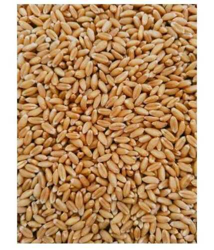 Golden High In Protein Wheat Grain