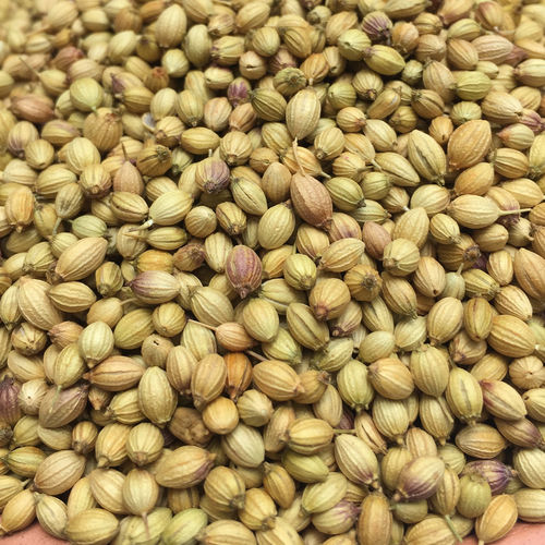 Rich Aromatic Dried Coriander Seeds