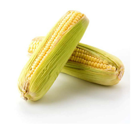 SWEET CORN