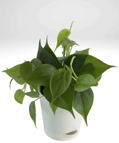 Philodendron Plant