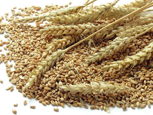 High In Protein Carbohydrates Brown Wheat Grains