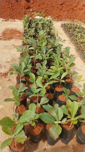 Tissue Cultured Teak Plant