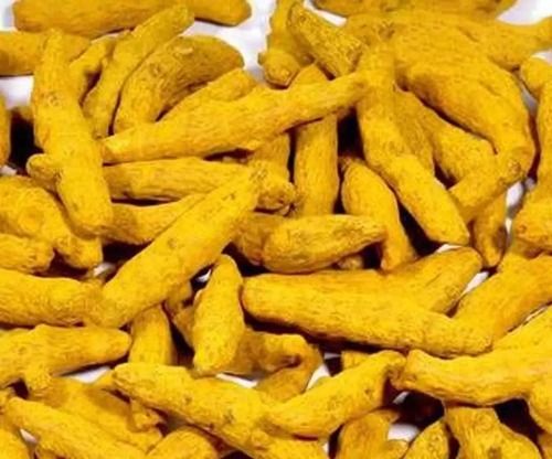 Yellow Color Raw Turmeric Finger