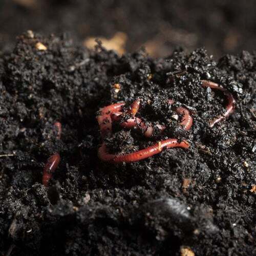 Worm Castings - A Grade Bio Grade Powder | Organic Agriculture Fertilizer, Brown Color, Eco-Friendly Packaging