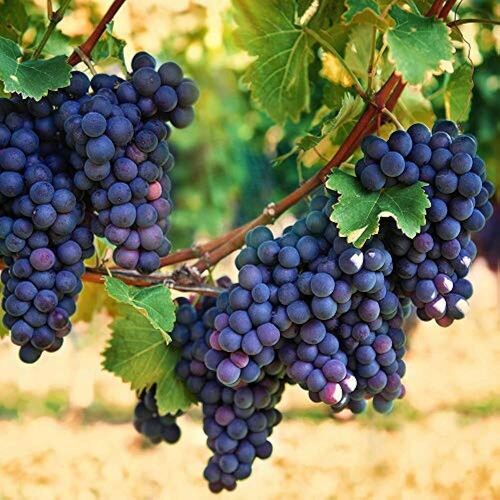 black grapes