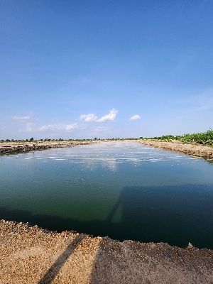 Fish Farming