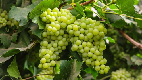 grapes