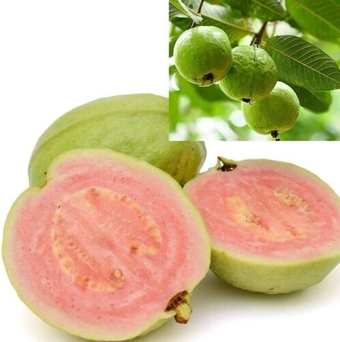Guava