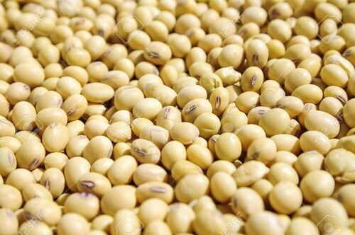 soya bean