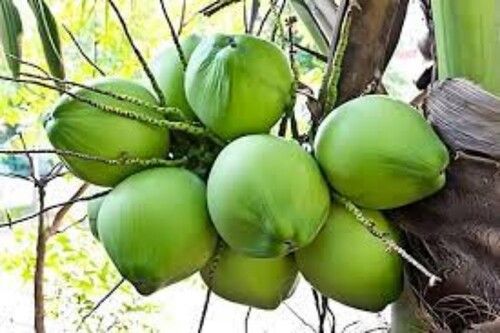 Green Coconut For Human Consumption