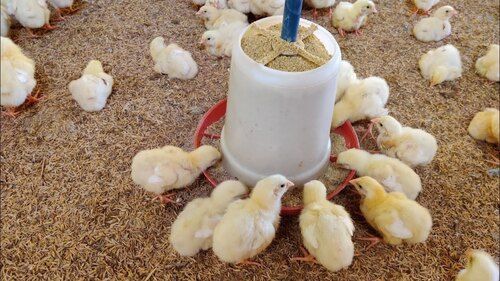 poultry farm chicks