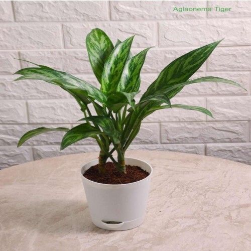 Eco Friendly Indoor Plants For Decoration