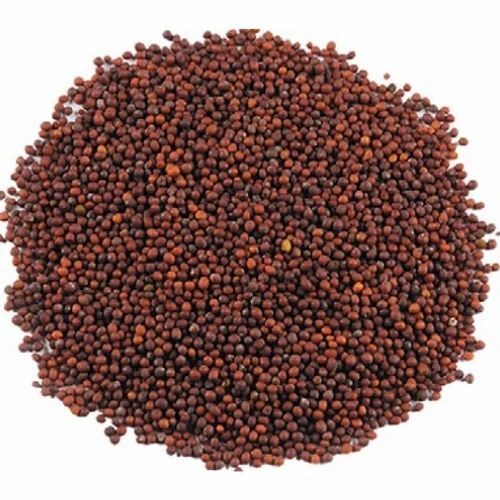 100% Organic Natural A Grade Mustard Seeds