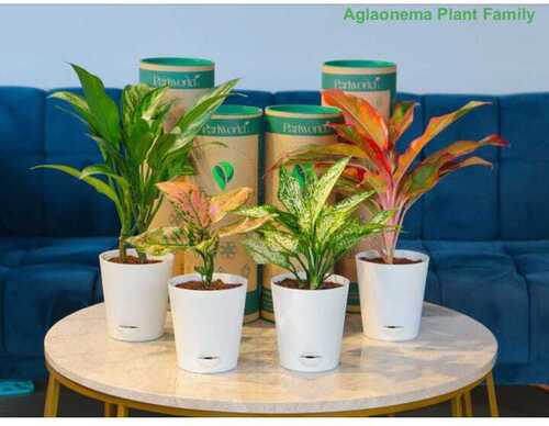 Natural Green Aglaonema Plant