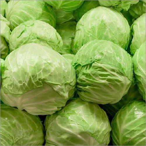 Cabbage 