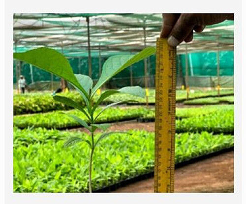 Easy To Grow Tissue Culture Teak Plants