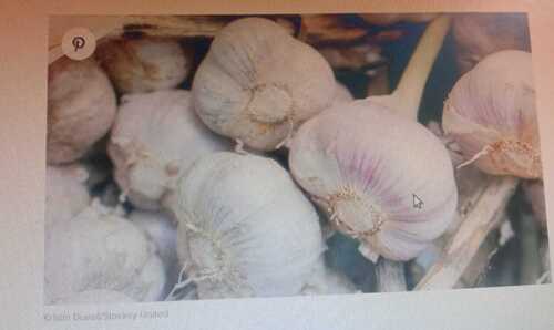 Garlic 