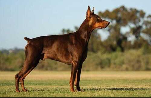 livestock german shepherd