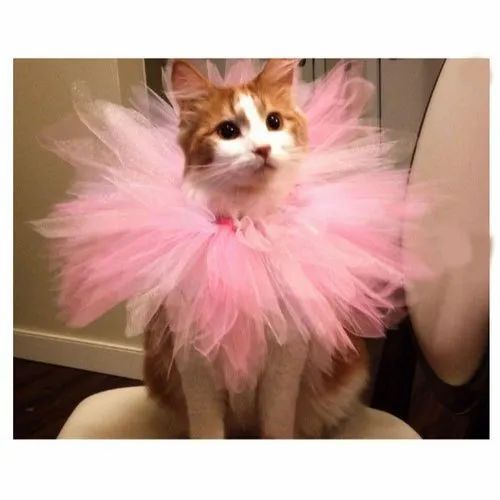 Light Pink Premium Design Cat Collar Tutu