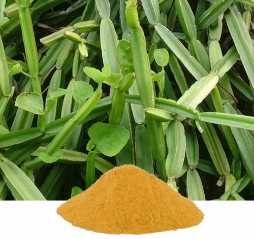 100% Pure Cissus Quadrangularis Extract