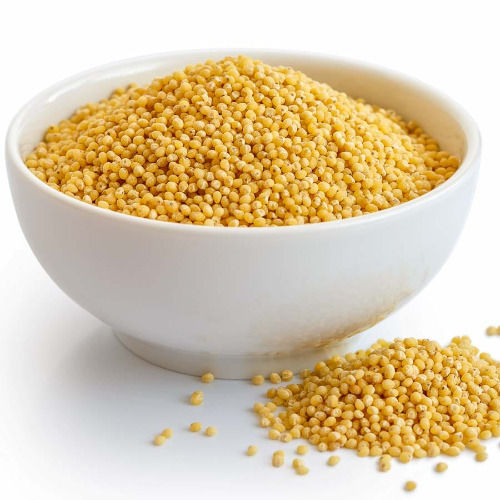 Healthy And Nutritious Yellow Foxtail Millet