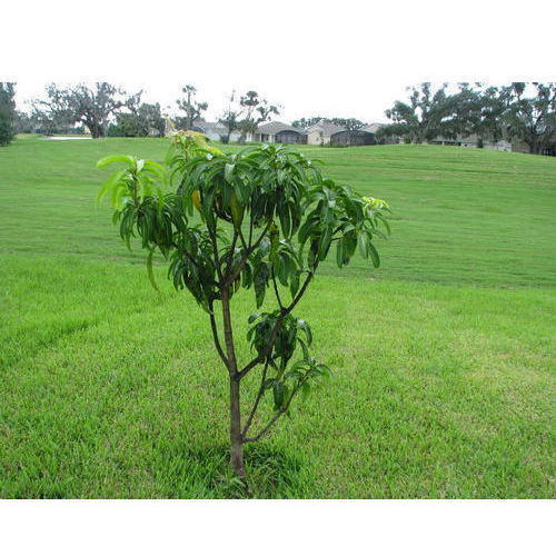Natural Keshar Mango Plant