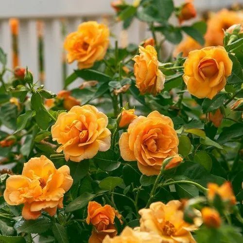 100% Natural Farm Fresh Yellow Rose Flower For Decoration