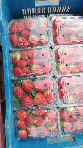 Organic Fresh Strawberry Fruits