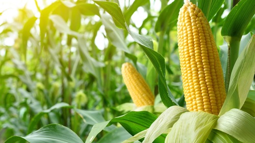 Corn By Autoprofile_18170780