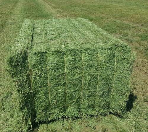 Green Alfalfa Hay