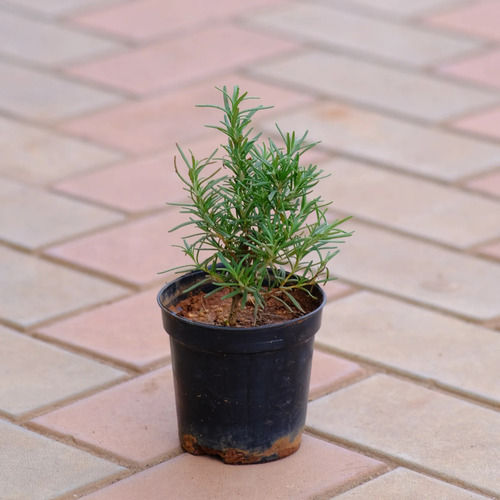 Well-Drained Rosemary Flowering Plants